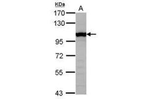 Image no. 2 for anti-General Transcription Factor IIIC, Polypeptide 4 (GTF3C4) (AA 73-334) antibody (ABIN1498564) (GTF3C4 Antikörper  (AA 73-334))