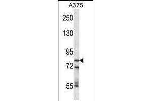 Western blot analysis in A375 cell line lysates (35ug/lane). (CPSF3 Antikörper  (AA 192-221))