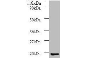 Western blot All lanes: AP1S3 antibody at 2 μg/mL + A549 whole cell lysate Secondary Goat polyclonal to rabbit IgG at 1/10000 dilution Predicted band size: 19, 20, 13 kDa Observed band size: 19 kDa (AP1S3 Antikörper  (AA 1-104))