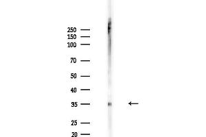 anti-PDZ Binding Kinase (PBK) (pSer32) antibody