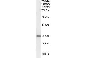 Western Blotting (WB) image for anti-Progesterone Receptor Membrane Component 1 (PGRMC1) (C-Term) antibody (ABIN185610)
