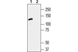 Western blot analysis of human SH-SY5Y neuroblastoma cell line lysate: - 1. (Contactin 1 Antikörper  (Extracellular, N-Term))