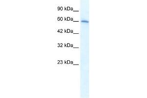 WB Suggested Anti-CHRNA7 Antibody Titration:  1. (CHRNA7 Antikörper  (Middle Region))