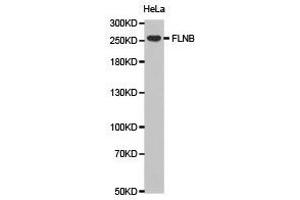Western Blotting (WB) image for anti-Filamin B, beta (FLNB) antibody (ABIN1872702) (FLNB Antikörper)