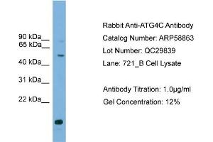 WB Suggested Anti-ATG4C  Antibody Titration: 0. (ATG4C Antikörper  (Middle Region))