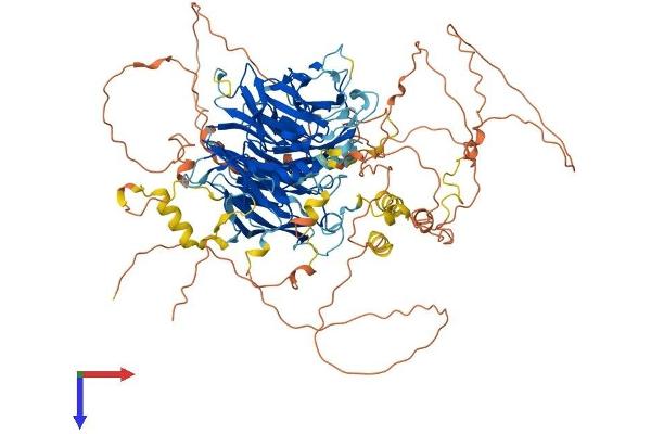 BCAS3 Protein (AA 1-928) (His tag)