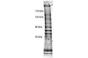 Western Blotting (WB) image for HeLa Cell Nuclear Extract (Doxorubicin Stimulated) (ABIN964039) (HeLa Cell Nuclear Extract (Doxorubicin Stimulated))