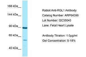 Western Blotting (WB) image for anti-Ral Guanine Nucleotide Dissociation Stimulator-Like 1 (RGL1) (C-Term) antibody (ABIN2789828)
