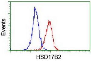 Image no. 2 for anti-Hydroxysteroid (17-Beta) Dehydrogenase 2 (HSD17B2) antibody (ABIN1498726) (HSD17B2 Antikörper)