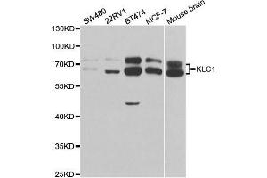 Western blot analysis of extracts of various cell lines, using KLC1 antibody. (KLC1 Antikörper  (AA 261-560))