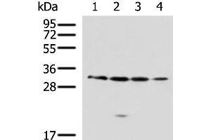 Western blot analysis of 293T A549 Jurkat 231 cell lysates using RCHY1 Polyclonal Antibody at dilution of 1:650 (RCHY1 Antikörper)
