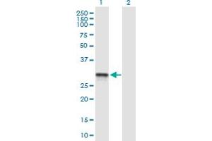 Western Blot analysis of SCO2 expression in transfected 293T cell line by SCO2 MaxPab polyclonal antibody. (SCO2 Antikörper  (AA 1-266))