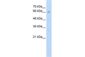 Western Blotting (WB) image for anti-Methyltransferase Like 13 (METTL13) antibody (ABIN2462483)