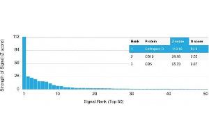 Analysis of Protein Array containing more than 19,000 full-length human proteins using Cathepsin D Mouse Monoclonal Antibody (CTSD/2781) Z- and S- Score: The Z-score represents the strength of a signal that a monoclonal antibody (Monoclonal Antibody) (in combination with a fluorescently-tagged anti-IgG secondary antibody) produces when binding to a particular protein on the HuProtTM array. (Cathepsin D Antikörper  (AA 104-250))