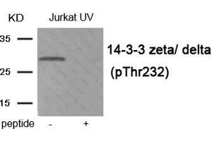 Western blot analysis of extracts from Jurkat cells treated with UV using Phospho-14-3-3 zeta/ delta (Thr232) antibody. (14-3-3 zeta Antikörper  (pThr232))