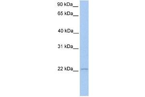 ISG20 antibody used at 1 ug/ml to detect target protein.