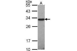 WB Image Sample (30 ug of whole cell lysate) A: Hep G2 , 12% SDS PAGE antibody diluted at 1:1000 (GSTO1 Antikörper)