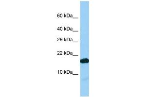 IGFL2 anticorps  (C-Term)
