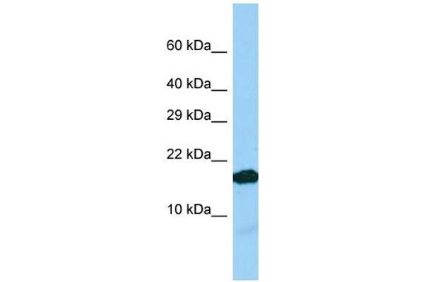 IGFL2 anticorps  (C-Term)
