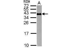 WB Image Sample (30 ug of whole cell lysate) A: K562 15% SDS PAGE antibody diluted at 1:1000 (CD235a/GYPA Antikörper  (C-Term))