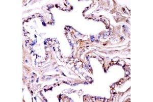 Akt1 antibody immunohistochemistry analysis in formalin fixed and paraffin embedded mouse gallbladder tissue.