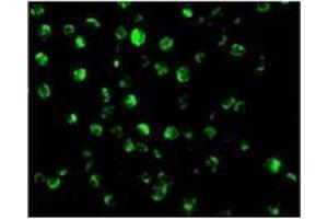 Immunofluorescence of AIF in K562 cells with AIFat 20 µg/ml. (AIF Antikörper  (N-Term))
