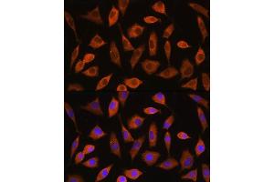 Immunofluorescence analysis of L929 cells using EIF2B4 Rabbit pAb (ABIN7267037) at dilution of 1:100. (EIF2B4 Antikörper)