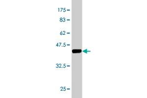 Western Blotting (WB) image for anti-Fatty Acid Binding Protein 1, Liver (FABP1) (AA 1-127) antibody (ABIN515482)