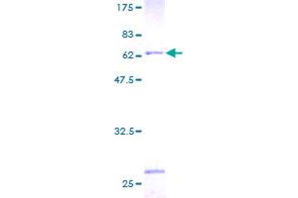 ATP6V0D1 Protein (AA 1-351) (GST tag)