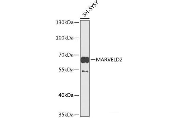 Tricellulin Antikörper