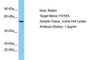 Host: Rabbit Target Name: POTEA Sample Tissue: Human Jurkat Whole Cell Antibody Dilution: 1ug/ml (POTEA Antikörper  (C-Term))