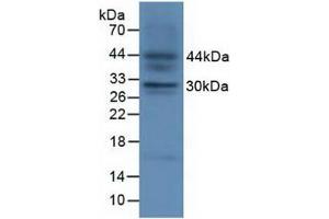 Figure. (FGF23 Antikörper  (AA 25-251))
