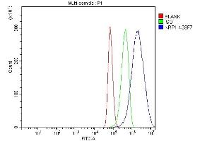 Flow Cytometry analysis of U87 cells using anti-Neuropilin 1 antibody (ABIN7601920). (Neuropilin 1 Antikörper  (AA 504-827))
