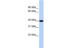 WB Suggested Anti-PAP2D Antibody Titration:  0. (LPPR5 Antikörper  (N-Term))