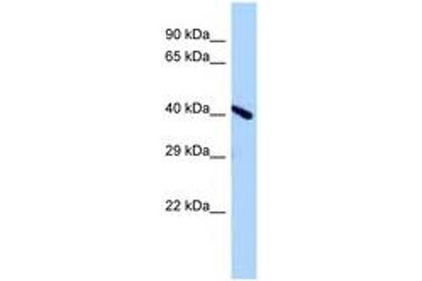 Endonuclease V Antikörper  (AA 138-187)