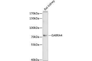Western blot analysis of extracts of rat kidney, using G antibody (ABIN1679929, ABIN3018216, ABIN3018217 and ABIN6220403) at 1:1000 dilution. (GABRA4 Antikörper  (AA 36-258))
