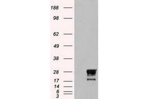 Image no. 3 for anti-Neurogenin 1 (NEUROG1) antibody (ABIN1499702)