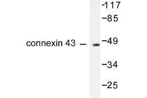 Image no. 1 for anti-Gap Junction Protein, alpha 1, 43kDa (GJA1) antibody (ABIN265368)