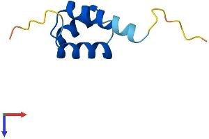 HOPX Protein (AA 1-73) (Fc Tag)