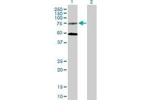 Western Blot analysis of GPR50 expression in transfected 293T cell line by GPR50 MaxPab polyclonal antibody. (GPR50 Antikörper  (AA 1-617))