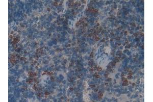 DAB staining on IHC-P; Samples: Rat Spleen Tissue (Myeloperoxidase Antikörper  (AA 134-263))