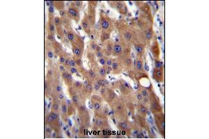 CIB4 Antibody (N-term) (ABIN656522 and ABIN2845791) immunohistochemistry analysis in formalin fixed and paraffin embedded human liver tissue followed by peroxidase conjugation of the secondary antibody and DAB staining. (CIB4 Antikörper  (N-Term))