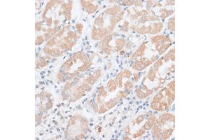 Immunohistochemistry of paraffin-embedded human stomach using PAEP antibody (ABIN6292222) at dilution of 1:100 (40x lens). (PAEP Antikörper)