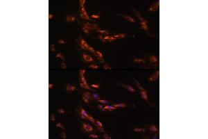 Immunofluorescence analysis of C6 cells using G Rabbit pAb (ABIN7267344) at dilution of 1:100 (40x lens). (GABRg1 Antikörper  (AA 200-260))
