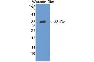 Detection of Recombinant CTSS, Mouse using Polyclonal Antibody to Cathepsin S (CTSS) (Cathepsin S Antikörper  (AA 123-339))