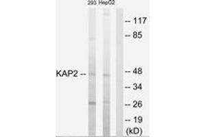 Western blot analysis of extracts from 293/HepG2 cells, using KAP2 Antibody.