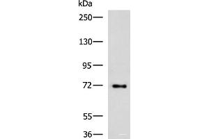 Western blot analysis of HepG2 cell lysate using TTLL10 Polyclonal Antibody at dilution of 1:850 (TTLL10 Antikörper)