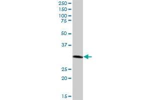 CTSZ MaxPab polyclonal antibody. (Cathepsin Z Antikörper  (AA 1-303))