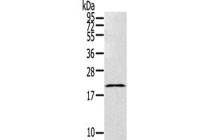 Gel: 12 % SDS-PAGE,Lysate: 40 μg,Primary antibody: ABIN7192768(TEX37 Antibody) at dilution 1/200 dilution,Secondary antibody: Goat anti rabbit IgG at 1/8000 dilution,Exposure time: 20 seconds (TEX37 Antikörper)