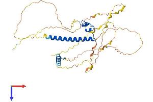 DMRTC2 Protein (AA 1-367) (His tag)